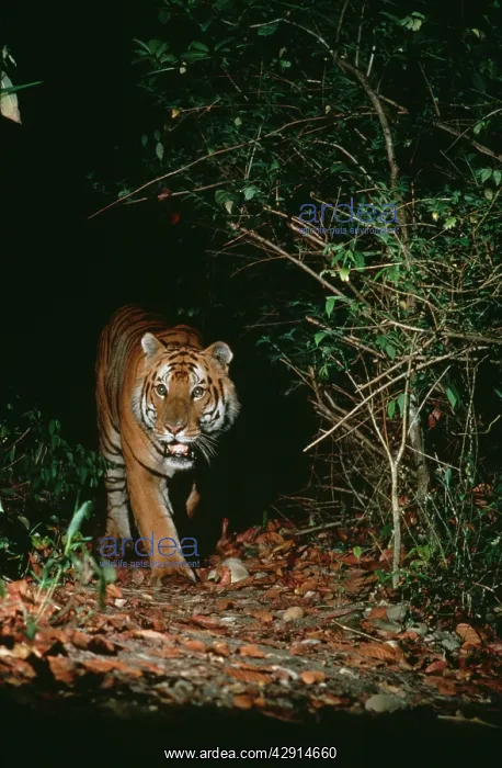 : Bengal / Indian TIGER - approaching out of darkness : Bengal / Indian TIGER - approaching out of darkness