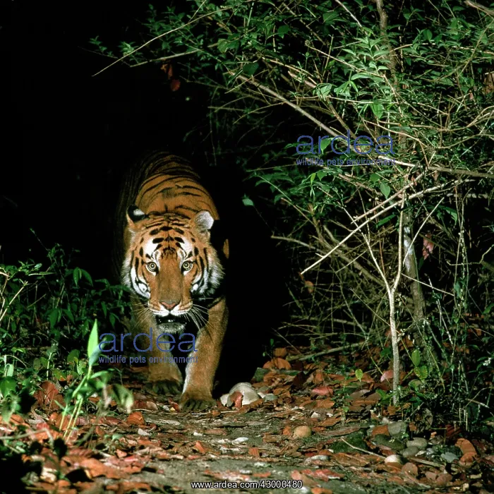 : Bengal / Indian Tiger approaching out of darkness : Bengal / Indian Tiger approaching out of darkness