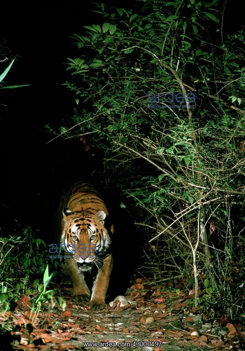 : Bengal / Indian Tiger approaching out of darkness : Bengal / Indian Tiger approaching out of darkness