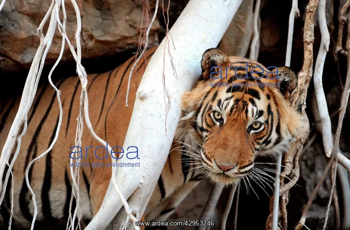 : Bengal / Indian Tiger - in Banyan Tree roots : Bengal / Indian Tiger - in Banyan Tree roots