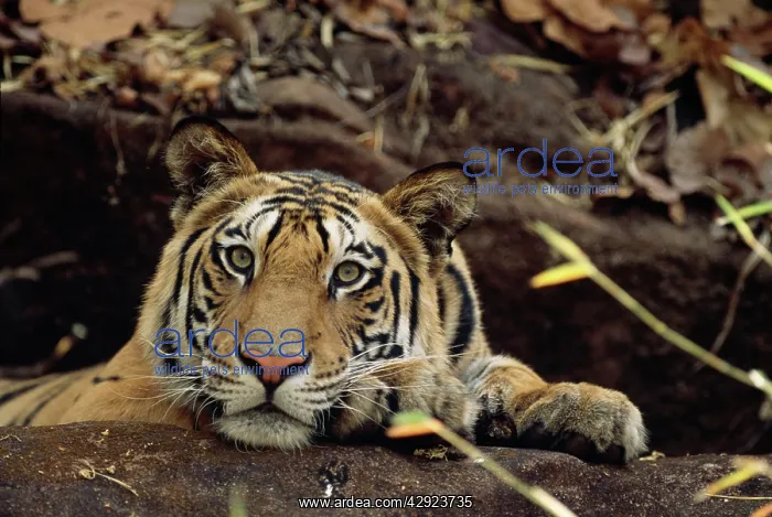 : Bengal / Indian Tiger - on black rock : Bengal / Indian Tiger - on black rock