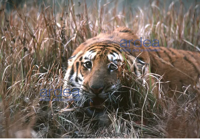 : Bengal / Indian TIGER - camouflaged in grass with : Bengal / Indian TIGER - camouflaged in grass with