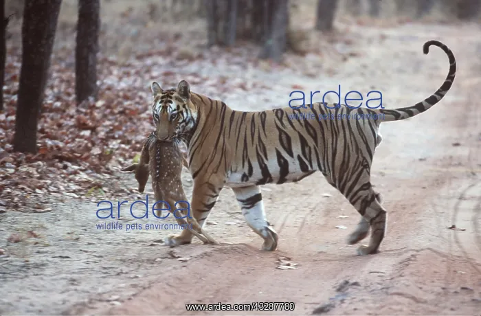 : Bengal / Indian TIGER - carrying chital / spotted deer kill : Bengal / Indian TIGER - carrying chital / spotted deer kill