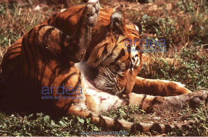 : Bengal / Indian TIGER - cleaning itself after mating : Bengal / Indian TIGER - cleaning itself after mating