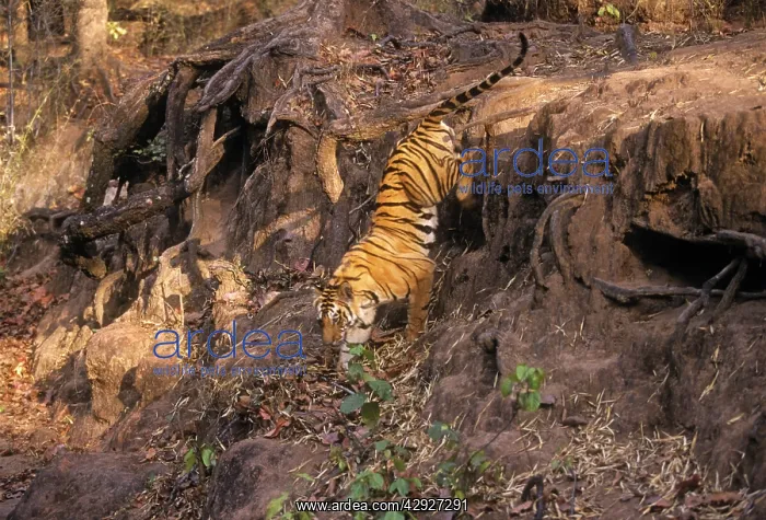 : Bengal / Indian Tiger - climbing down drop : Bengal / Indian Tiger - climbing down drop