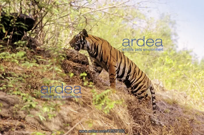 : Bengal / Indian Tiger - climbing up hill : Bengal / Indian Tiger - climbing up hill