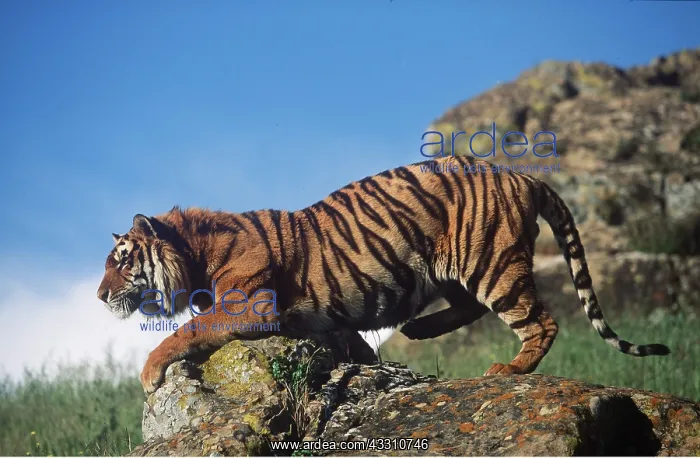 : Bengal / Indian TIGER - climbs over rocks : Bengal / Indian TIGER - climbs over rocks