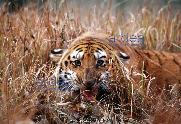 : Bengal / Indian TIGER - close-up, snarling, in : Bengal / Indian TIGER - close-up, snarling, in