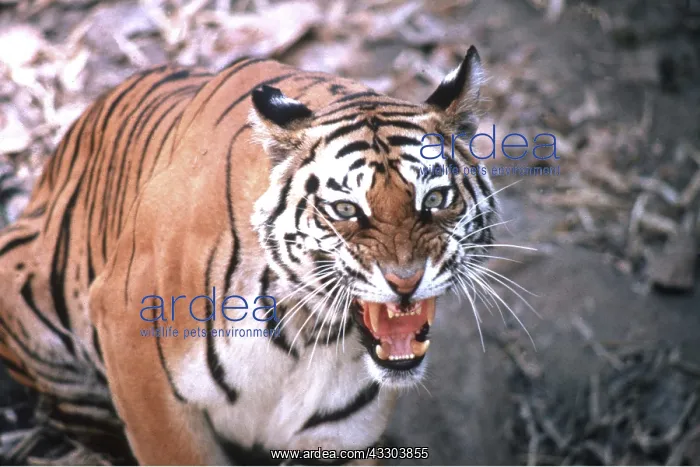: Bengal / Indian TIGER - close-up snarling, viewed from above : Bengal / Indian TIGER - close-up snarling, viewed from above