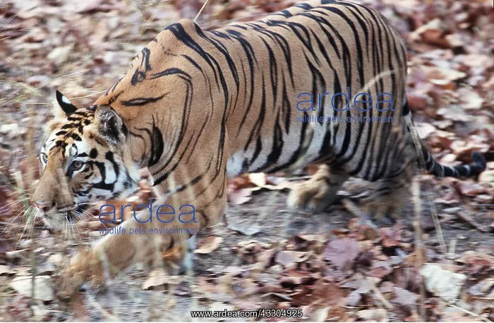 : Bengal / Indian TIGER - close-up stalking in the wild : Bengal / Indian TIGER - close-up stalking in the wild