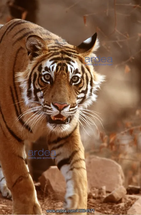 : Bengal / Indian TIGER - close-up walking towards camera : Bengal / Indian TIGER - close-up walking towards camera