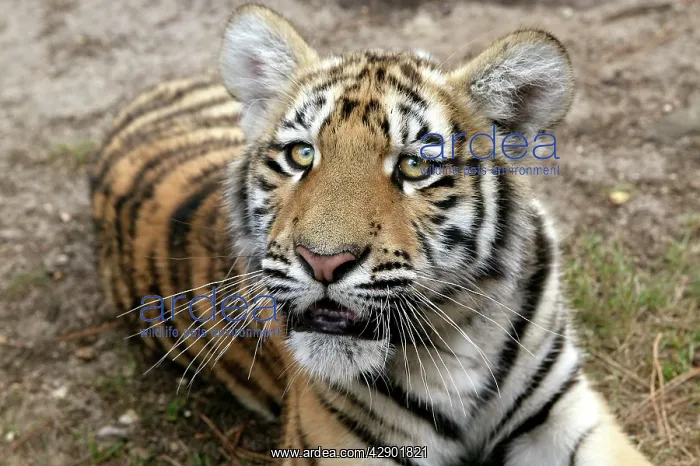 : Bengal / Indian Tiger - cub : Bengal / Indian Tiger - cub
