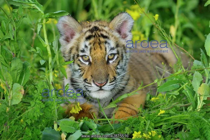 : Bengal / Indian Tiger - cub, Endangered Species : Bengal / Indian Tiger - cub, Endangered Species