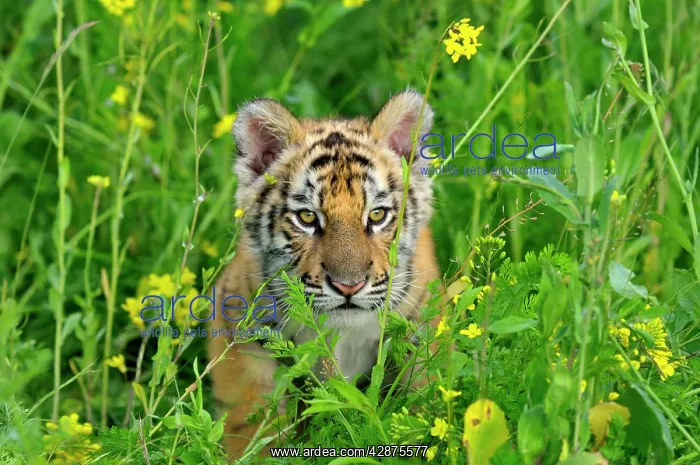 : Bengal / Indian Tiger - cub, Endangered Species : Bengal / Indian Tiger - cub, Endangered Species