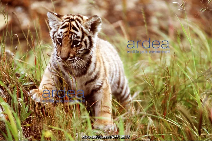 : Bengal / Indian TIGER - cub in grass : Bengal / Indian TIGER - cub in grass