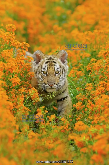 : Bengal / Indian tiger - cub amongst Mustard flowers : Bengal / Indian tiger - cub amongst Mustard flowers