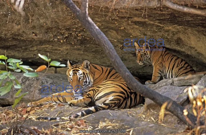 : Bengal / Indian Tiger - with cub resting in cave : Bengal / Indian Tiger - with cub resting in cave