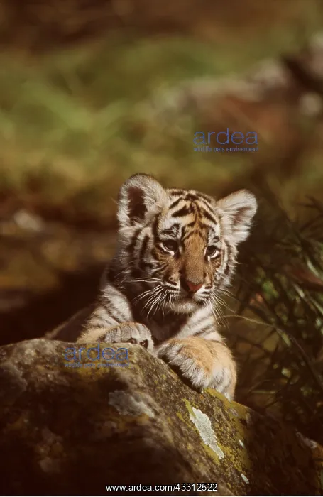 : Bengal / Indian TIGER - cub resting on rock : Bengal / Indian TIGER - cub resting on rock