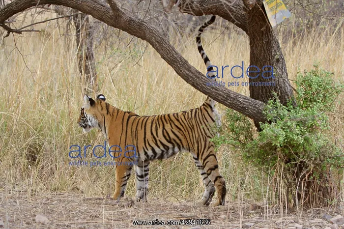 : Bengal / Indian tiger - Cub scent-marking tree : Bengal / Indian tiger - Cub scent-marking tree