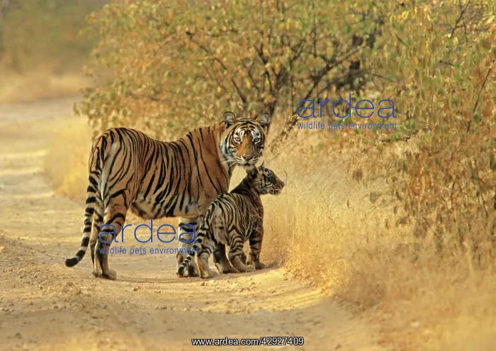 : Bengal / Indian Tiger - with cub on track : Bengal / Indian Tiger - with cub on track