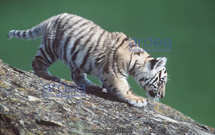 : Bengal / Indian TIGER - cub walking downhill : Bengal / Indian TIGER - cub walking downhill