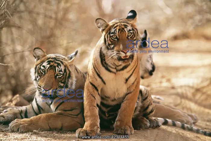 : Bengal / Indian Tiger - three cubs, (11 months old) : Bengal / Indian Tiger - three cubs, (11 months old)