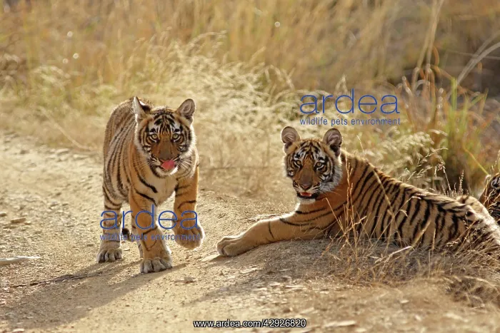 : Bengal / Indian Tiger - two cubs : Bengal / Indian Tiger - two cubs