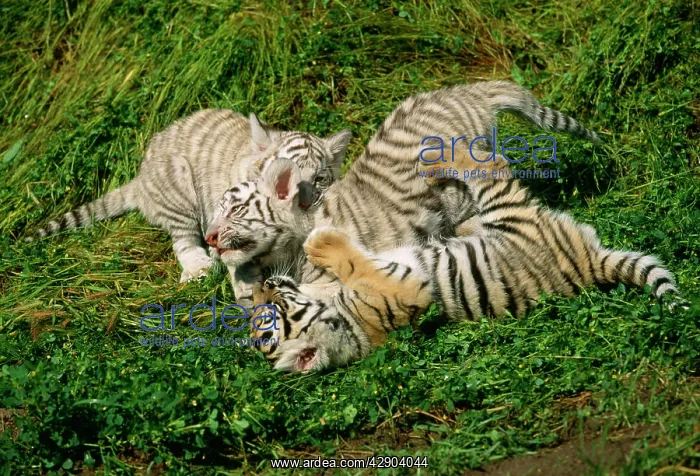 : Bengal / Indian TIGER - three cubs playfighting : Bengal / Indian TIGER - three cubs playfighting