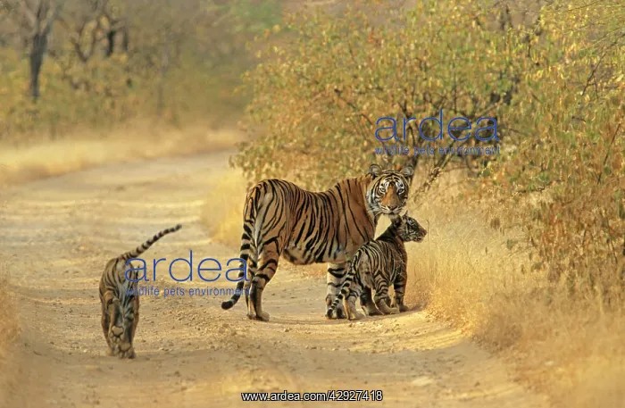 : Bengal / Indian Tiger - with two cubs on track : Bengal / Indian Tiger - with two cubs on track