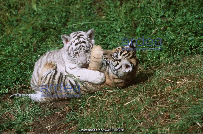 : Bengal / Indian TIGER - cubs x two play fighting on grass : Bengal / Indian TIGER - cubs x two play fighting on grass