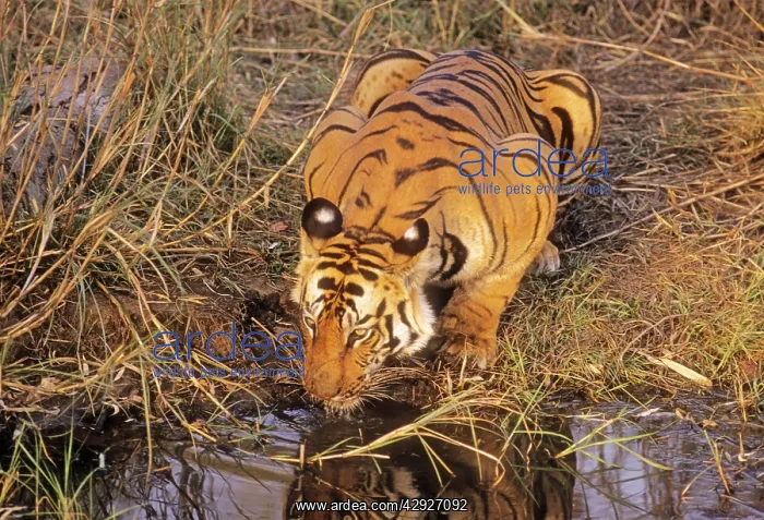 : Bengal / Indian Tiger - drinking at jungle pool : Bengal / Indian Tiger - drinking at jungle pool