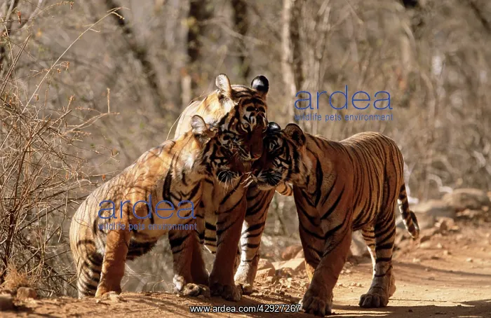 : Bengal / Indian TIGER - family group, three nuzzling : Bengal / Indian TIGER - family group, three nuzzling