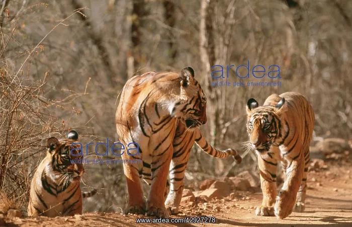 : Bengal / Indian TIGER - family group, three walking : Bengal / Indian TIGER - family group, three walking