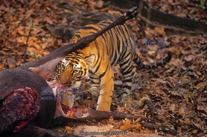 : Bengal / Indian Tiger - feeding on Nilgai kill : Bengal / Indian Tiger - feeding on Nilgai kill