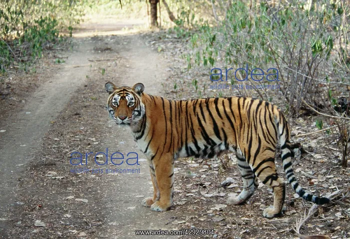 : Bengal / Indian Tiger - female : Bengal / Indian Tiger - female