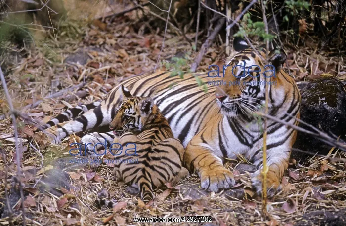 : Bengal / Indian Tiger - female with cub in bamboo forest : Bengal / Indian Tiger - female with cub in bamboo forest