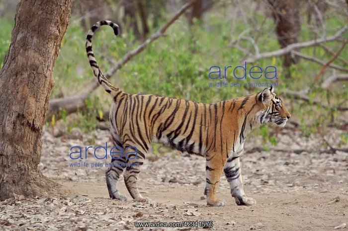 : Bengal / Indian tiger - Female cub scent-marking tree : Bengal / Indian tiger - Female cub scent-marking tree