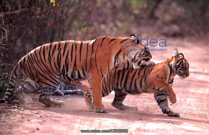 : Bengal / Indian Tiger - female hitting cub : Bengal / Indian Tiger - female hitting cub