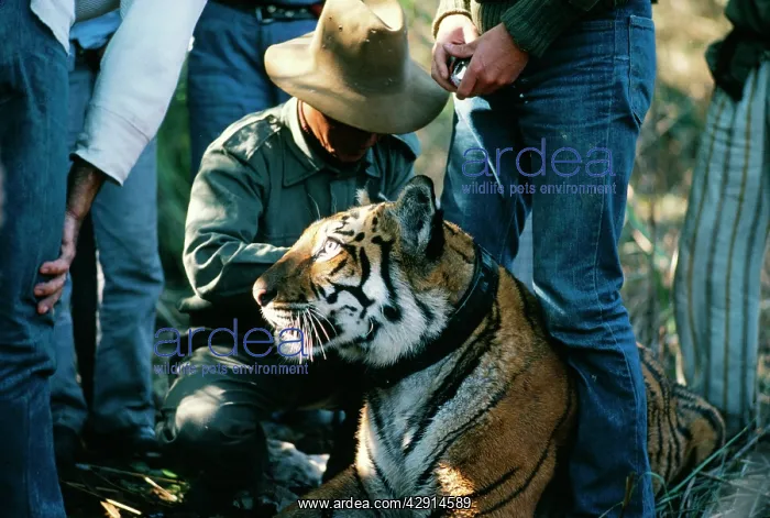 : Bengal  /  Indian TIGER being fitted with radio tracking