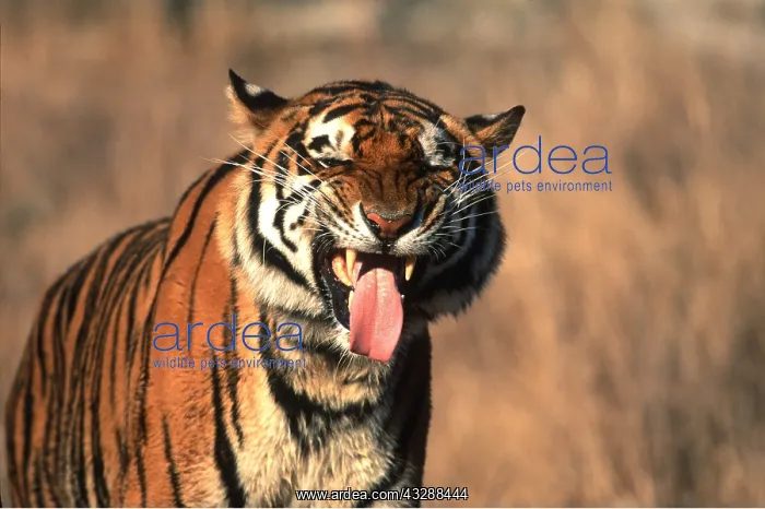 : Bengal / Indian TIGER - flehmen with tongue out : Bengal / Indian TIGER - flehmen with tongue out