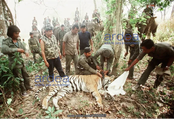  : Bengal  /  Indian TIGER - having radio tracking collar