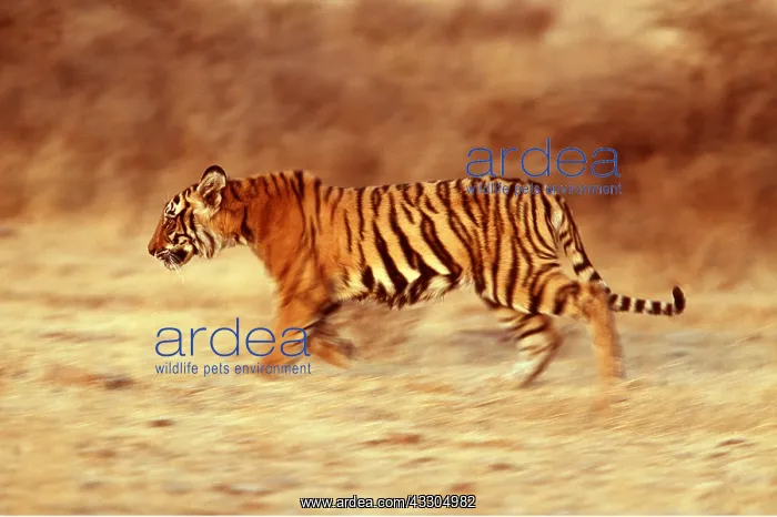 : Bengal / Indian TIGER -juvenile running : Bengal / Indian TIGER -juvenile running
