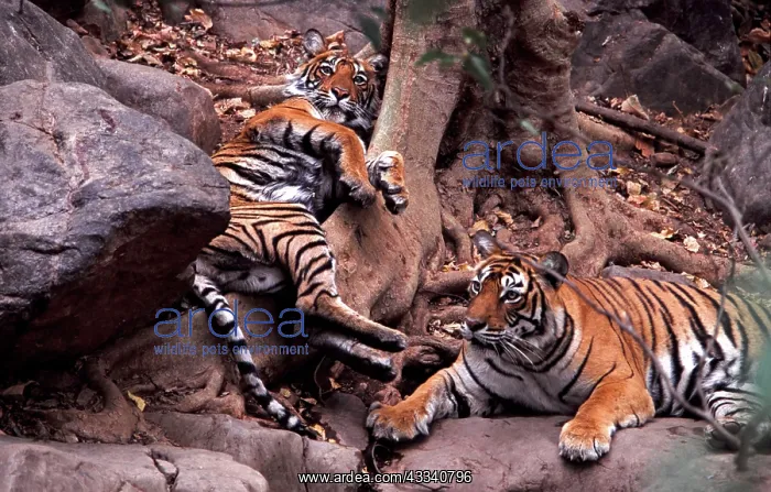 : Bengal / Indian Tiger - Khemsakund Machalle and male young : Bengal / Indian Tiger - Khemsakund Machalle and male young