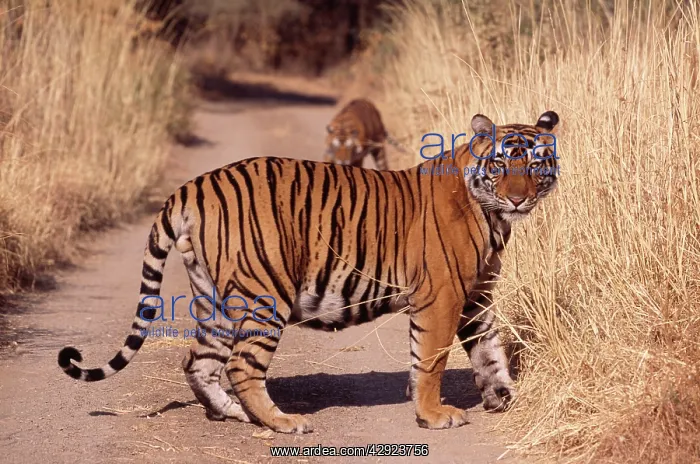 : Bengal / Indian Tiger - large male : Bengal / Indian Tiger - large male