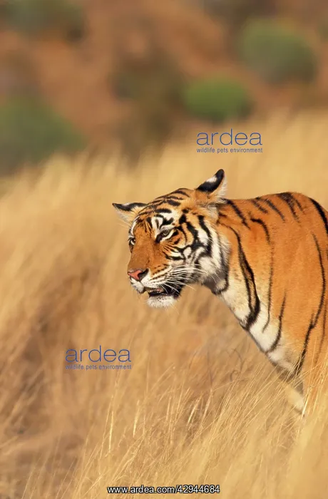 : Bengal / Indian TIGER - listening : Bengal / Indian TIGER - listening