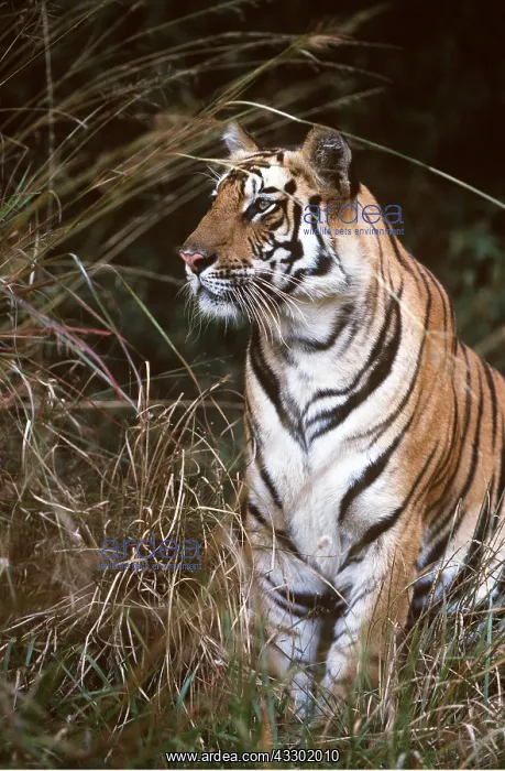 : Bengal / Indian TIGER - looking out : Bengal / Indian TIGER - looking out