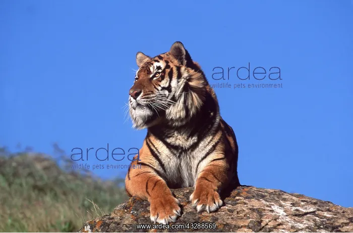 : Bengal / Indian TIGER - looking out from rock : Bengal / Indian TIGER - looking out from rock