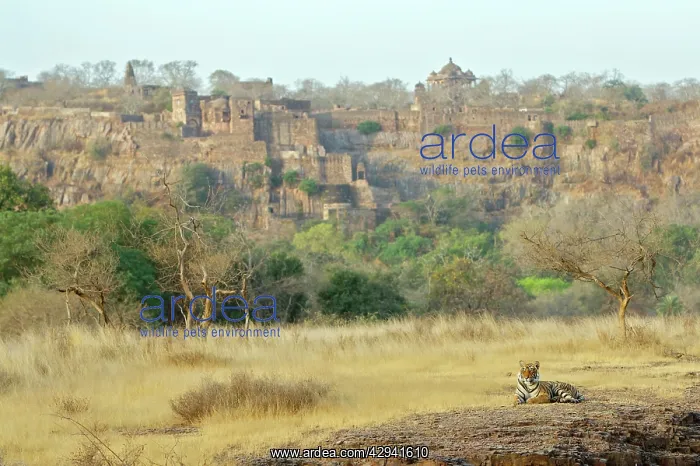 : Bengal / Indian tiger - Lying down : Bengal / Indian tiger - Lying down