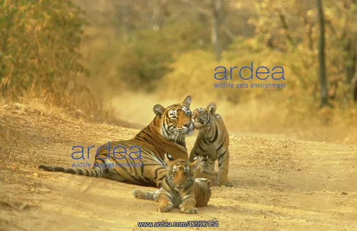 : Bengal / Indian TIGER - lying on dirt track with cubs : Bengal / Indian TIGER - lying on dirt track with cubs