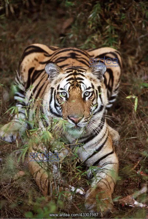 : Bengal / Indian TIGER - lying on ground : Bengal / Indian TIGER - lying on ground